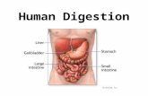The digestivesystem