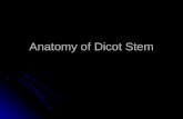 Anatomy of dicot stem