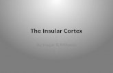 Insular Cortex