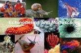 Echinoderms and Molluscs