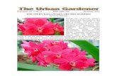 Urban Gardener 51