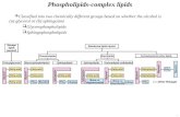 4. Phospholipid and Glycolipid Metabolism