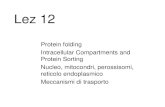 Lez 12 Protein folding Intracellular Compartments and Protein Sorting Nucleo, mitocondri, perossisomi, reticolo endoplasmico Meccanismi di trasporto.