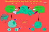 IMMUNOBIOLOGIA DEL RIGETTO DORGANO HLA DR HLA A-B APC T4+ cells T8+ cells APC T4 Classe II T3 Ag T8 Classe I T3 B2 T Helper T Citotossiche Macrofago IL-1.