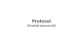 Protozoi (Protisti eterotrofi). Last Universal Common Ancestor.