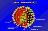 Virus dell’influenza EMAGGLUTININA (HA) PROTEINA M2 (M2) RNA NUCLEOPROTEINA (NP) E POLIMERASI (P) MATRICE (M) NEURAMINIDASI (NA)