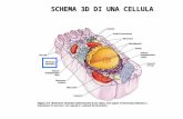 SCHEMA 3D DI UNA CELLULA. Membrane biologiche Barriere per confinare molecole particolari in compartimenti cellulari specifici –Confini della cellula.
