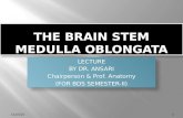 The brain stem i bds-ii