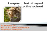Leopard that strayed into the school