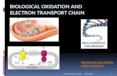 Biological oxidation and oxidative phosphorylation