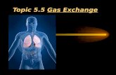 Topic 5.5 gas exchange