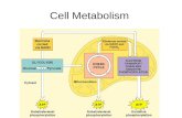 Cell metabolism