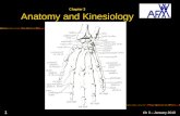 Afaa pft anatomy and kinesiology