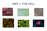 Unit1 the cell