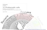 IB Biology Core 2.2: Prokaryotic Cells