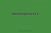 Hematopoiesis 06 07