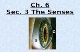 8th Grade Ch. 6 Sec. 3 Senses