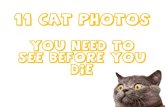 11 cat photos you need to see before you die