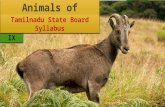 Animals of tamilnadu