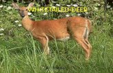 Whitetailed deer minna