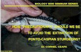 How Precautionary Should We Be To Avoid The Extinction Sturgeons