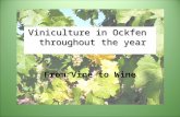 Vinculture in Ockfen troughout the Year - From Vine to Wine
