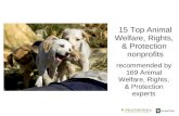 Top Animal Welfare, Rights & Protection Nonprofits