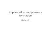 Implantation and placenta formation