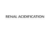 Renal acidification