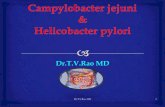 Campylobacter jejuni&Helicobacter pylori
