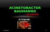 Acinetobacter baumannii update