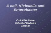 E coli, klebsiella, enterobacter lecture notes