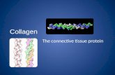 Collagen! - The connective Tissue Protein