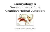 Embryology of the Craniovertebral Junction