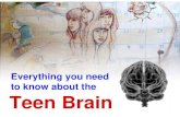 Everything you need to know about the teen brain
