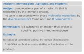 2 antigens, immunogens, epitopes, and haptens
