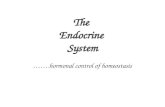Endocrine system presentation
