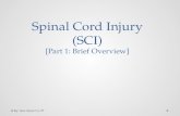 Spinal cord injury (sci) Rehab