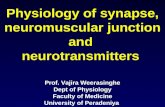 Y1S2 Synapse NMJ Neurotransmitters
