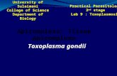 Lab 9  -toxoplasmosis