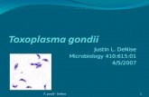 Toxoplasma Gondii26