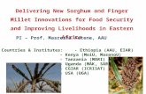 Delivering new sorghum and finger millet innovations for food security and improving livelihoods in eastern Africa