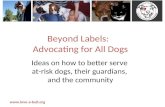 Love a-bull, beyond labels: Advocating for all dogs