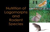 Session 15 lagomorphs_and_rodents
