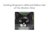 Getting Ringworm Affected Kitties Out of the Shelter Alive