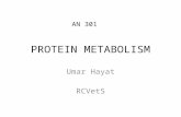 Protein Metabolism (Animal Nutrition)