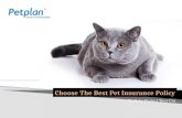 Choose the best Pet insurance policy to help protect your cat