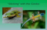 Gecko stations lesson ppt