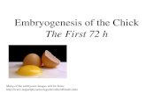 Embryogenesis of the chicks -------------اجنة 10