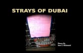 Strays of dubai